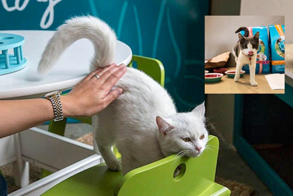 America's First Cat Café Opens In New York City