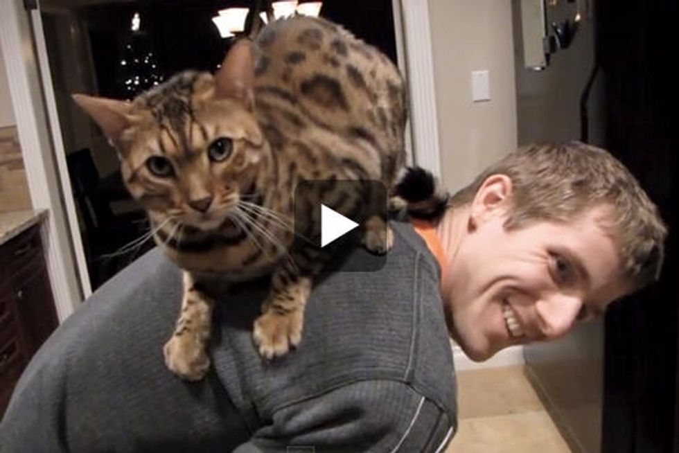 Cat Goes For A Ride On His Human's Back