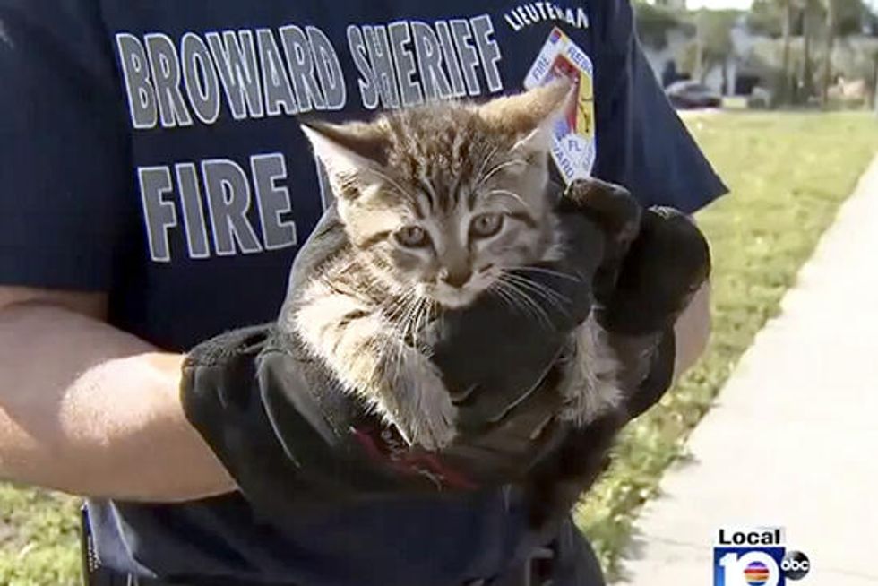 Stormy The Cat Saved By Firefighters