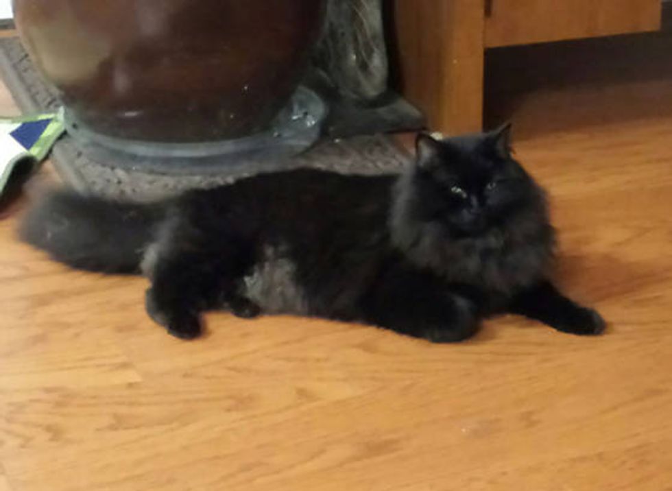 Black Cat Grows Magnificent White Winter Mane Love Meow