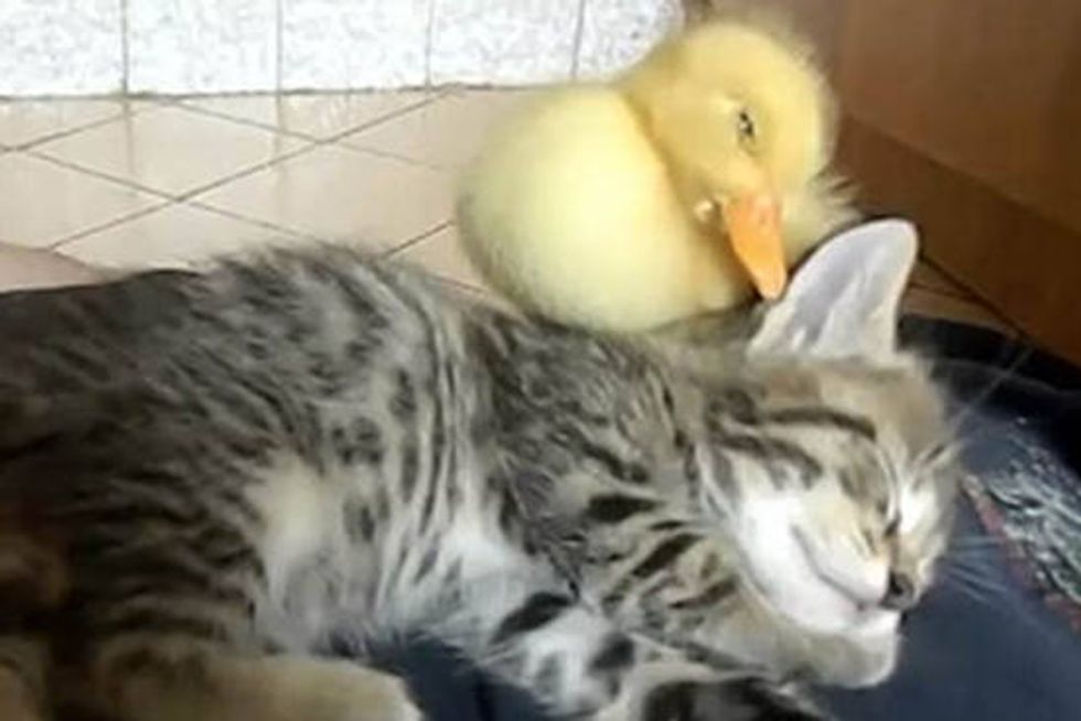 Cute Kitten And Duckling Sleeping Together
