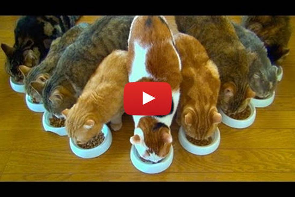 9 Cats: Breakfast Is Ready!