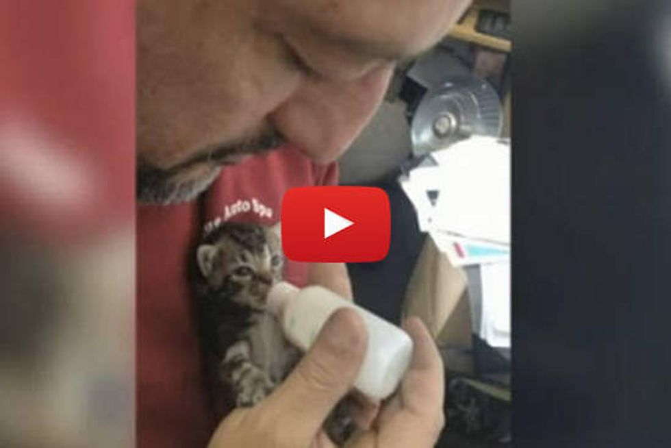 Auto Shop Staff Rescue Kittens Found in Abandoned Car
