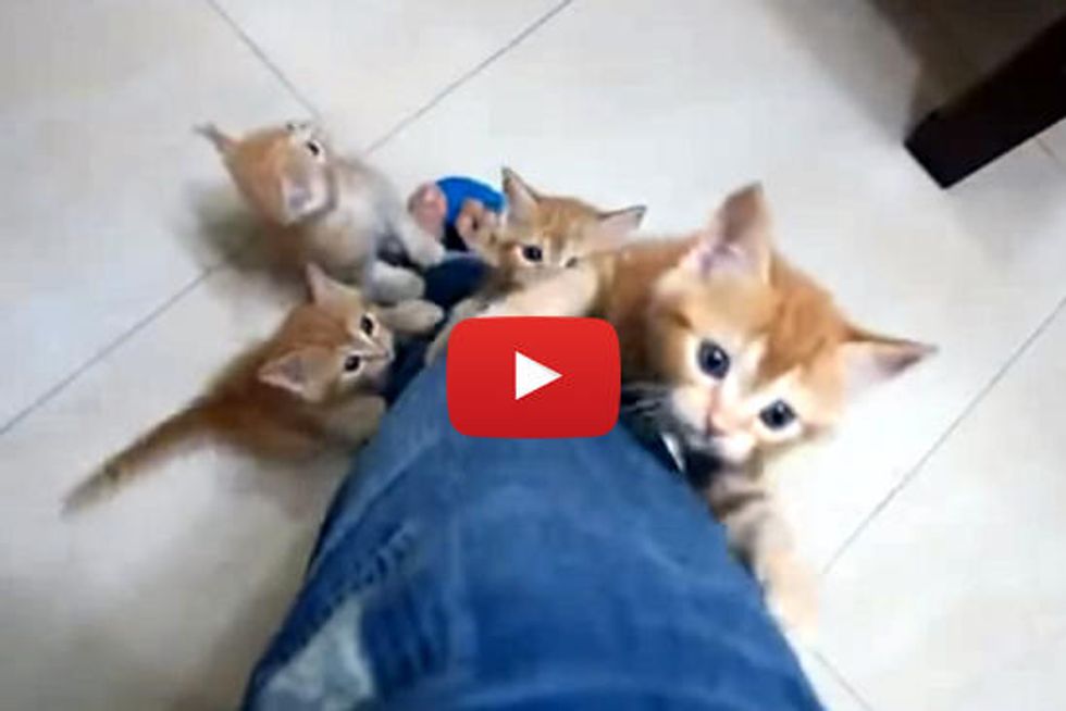 Little Leg Climbing Kittens
