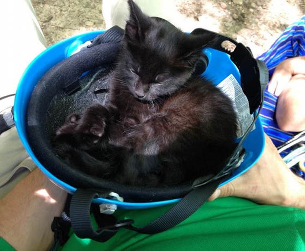 Abandoned Kitten Strays Into The Hearts Of Climbers - Love Meow