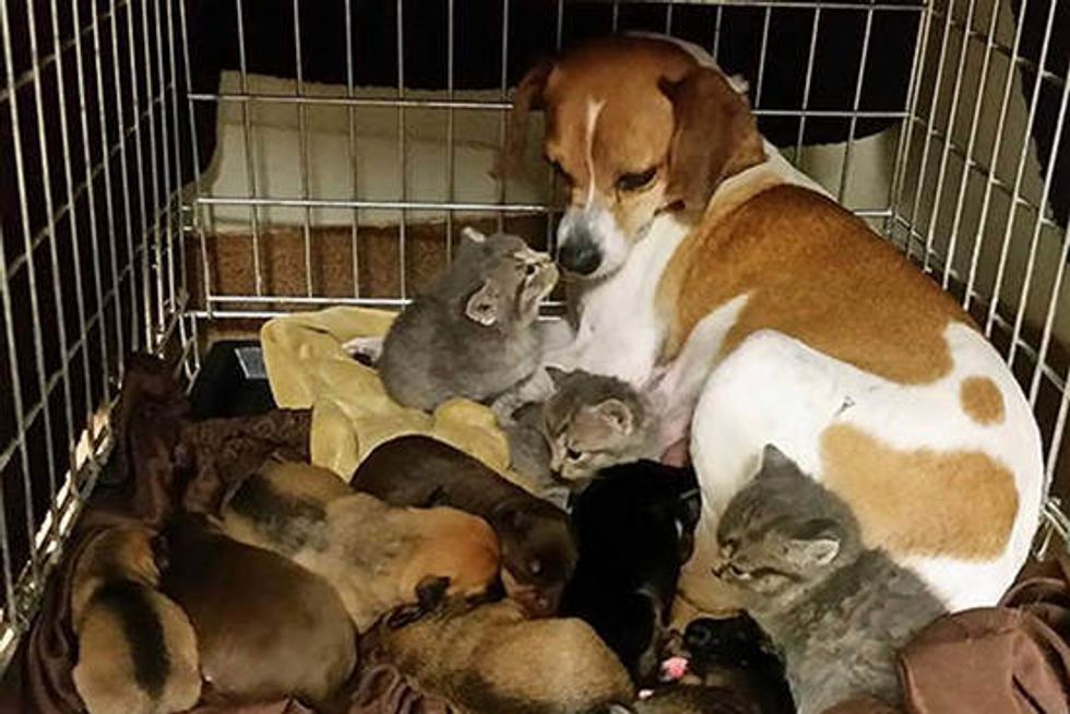 Rescue Kittens Find Unusual Mom
