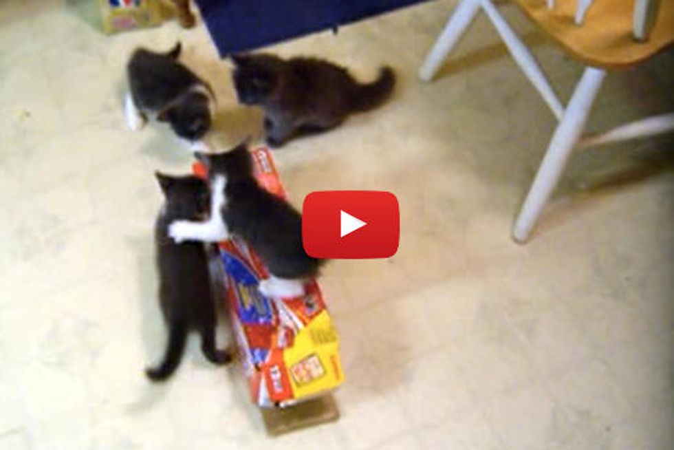 Kitten Box Attack!