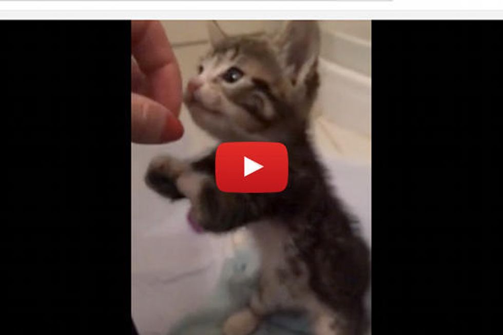 This Kitty was Born with Short Front Legs but Nothing Can Stop Her!