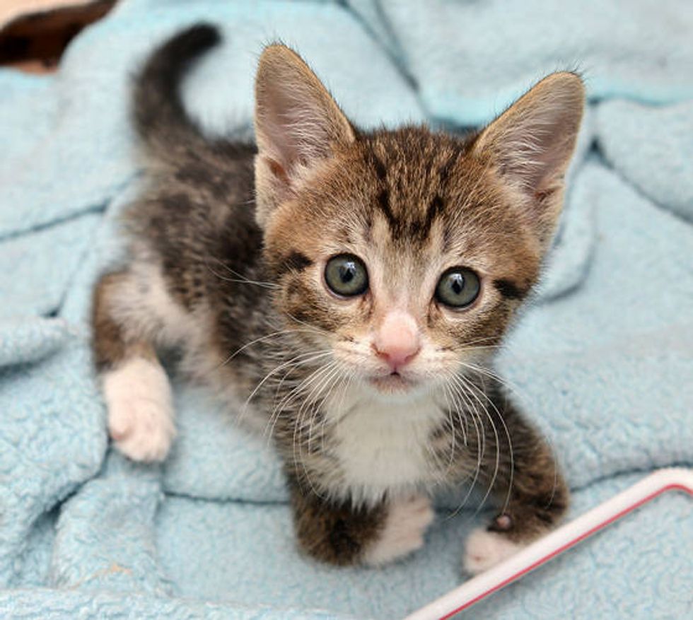 This Kitty was Born with Short Front Legs but Nothing Can Stop Her ...