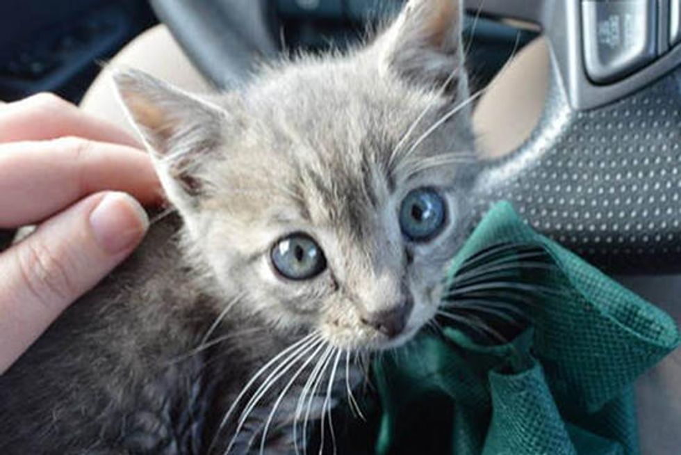 Team Of Good Samaritans Save Kitten From Storm Drain