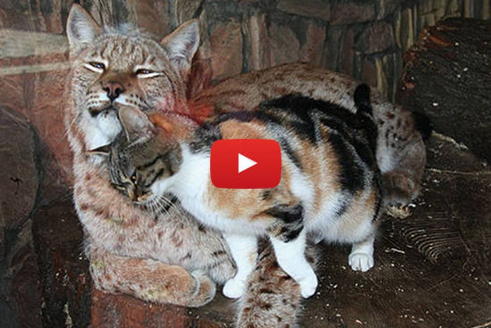 Cat And Lynx Become Inseparable Friends