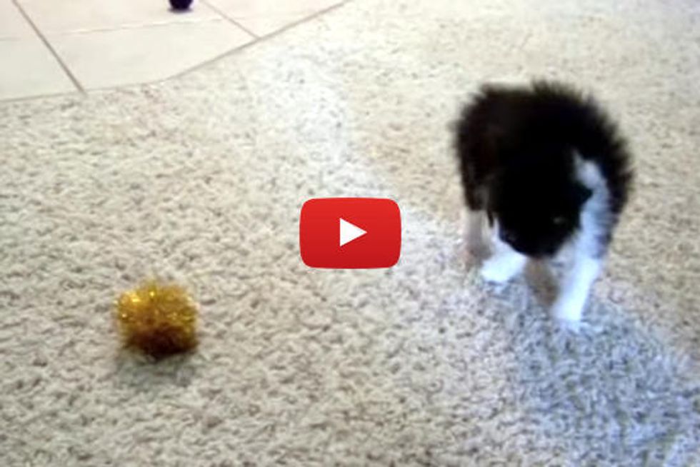 Kitten Tries To Intimidate The Ball