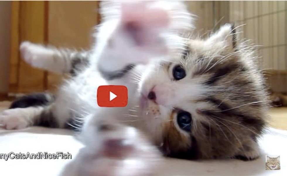 This Fluffy Kitty is Clapping Those Whappy Paws to His Audience!