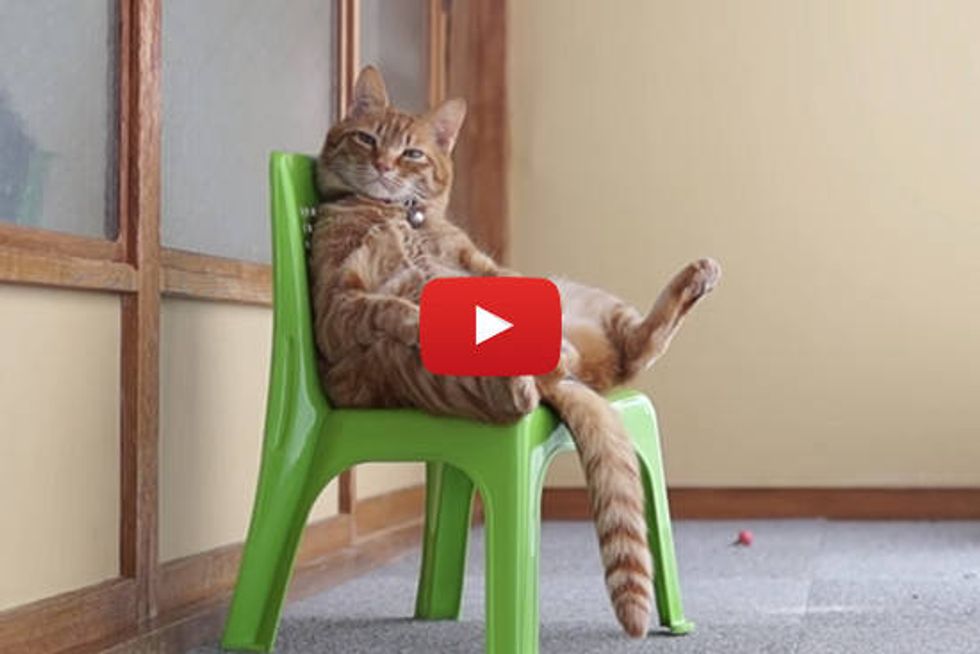 Cat Sitting In A Chair