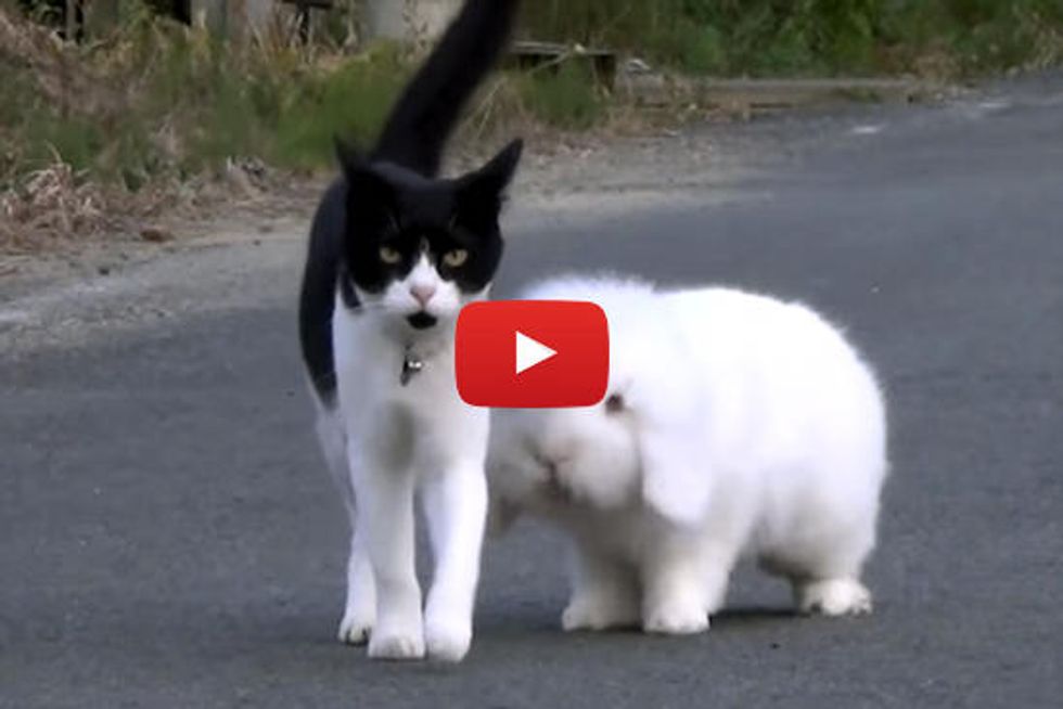 Cat And Rabbit Take A Walk Together Every Day