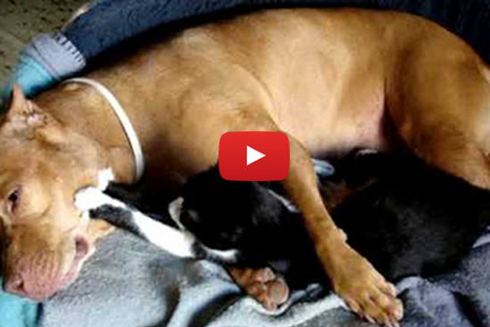 Kitty Gives Doggie A Massage - Cutest Friends
