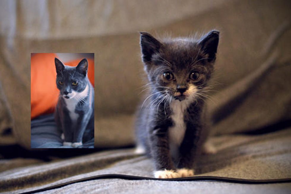 Drogo The Tiny Orphan Kitten: Then & Now
