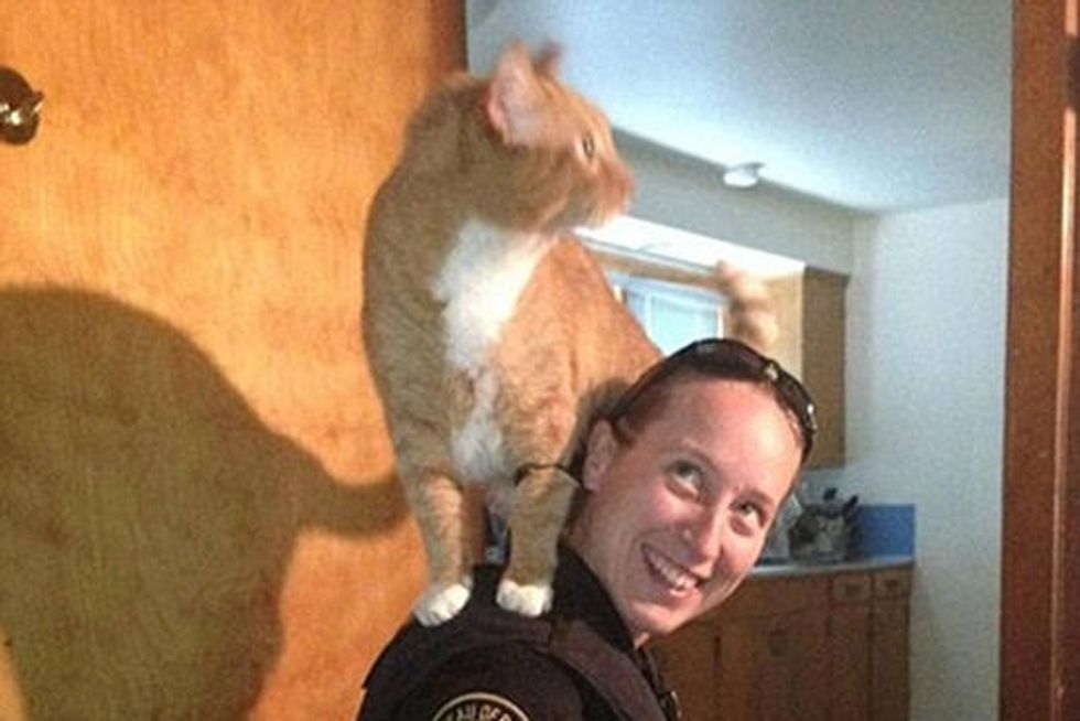 Cat Decides To Help Police Officer Look For Burglar