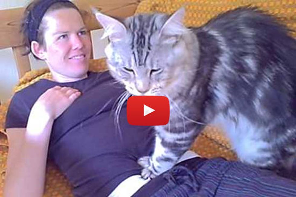 Maine Coon Cat Gives Massage