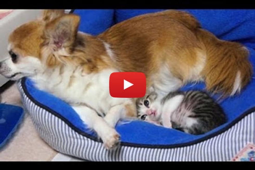 Tiny Kitten Snuggles With Chihuahua