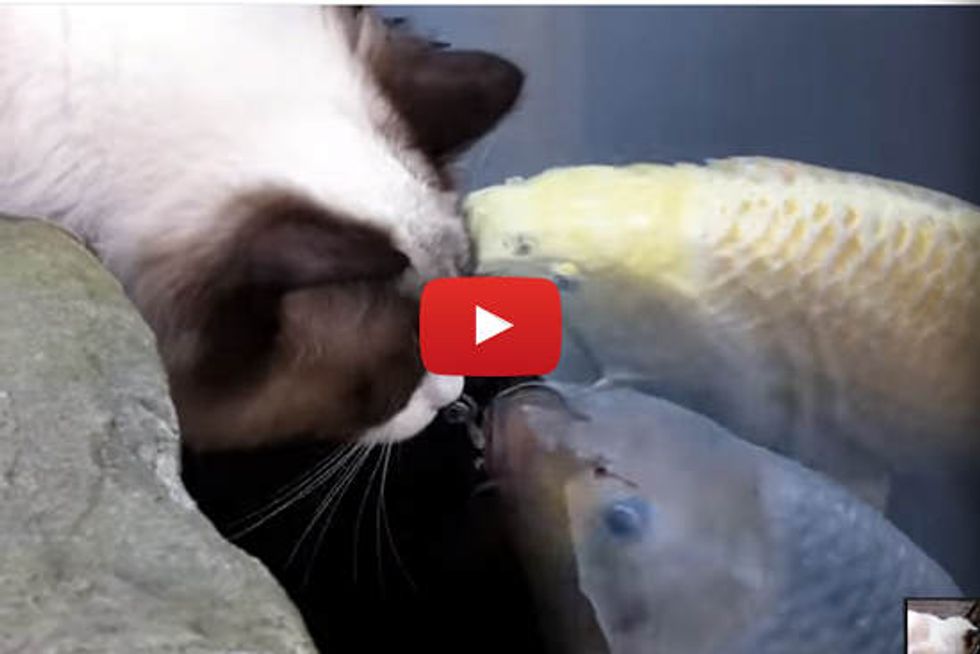 Ragdoll Cat Greets Koi Fish