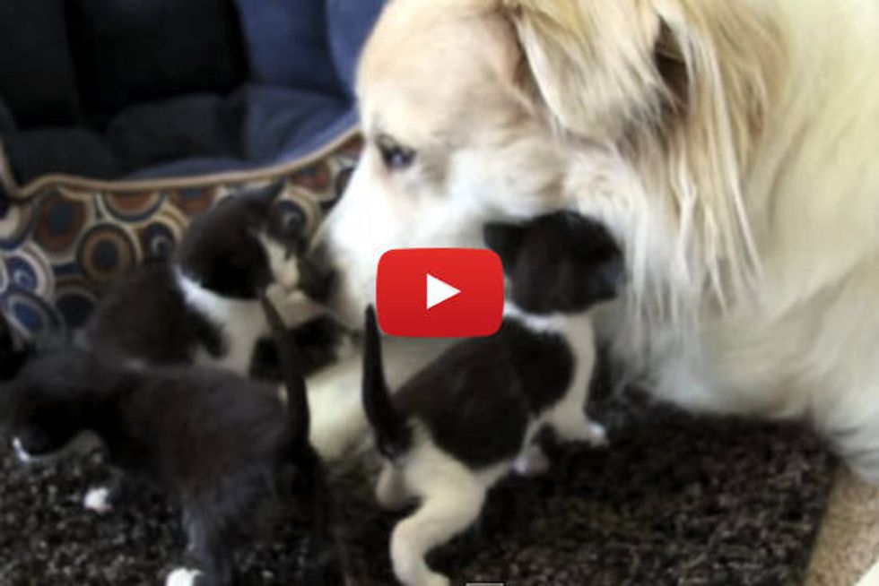 Dog Comforts Abandoned Baby Kittens