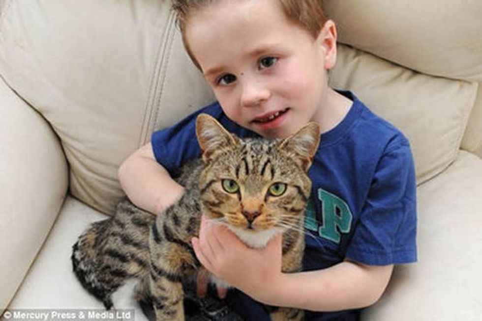 Heroic Cat Rescues 5 Year Old Boy From Bullies