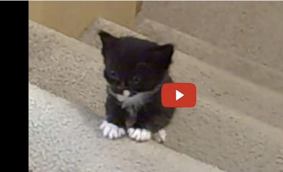 Tiny Kittens Taking First Steps Up the Stairs