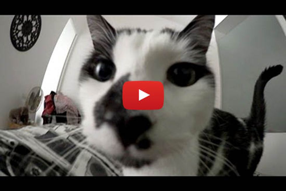 What It's Like To Be Woken Up By A Cat