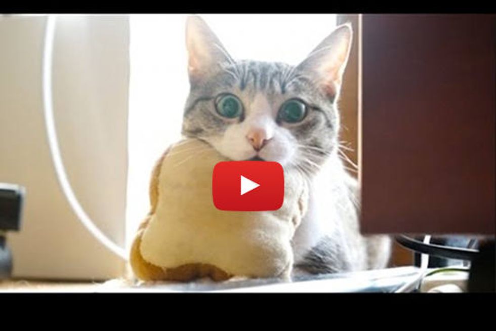 Kitty And Her Bread Pillow