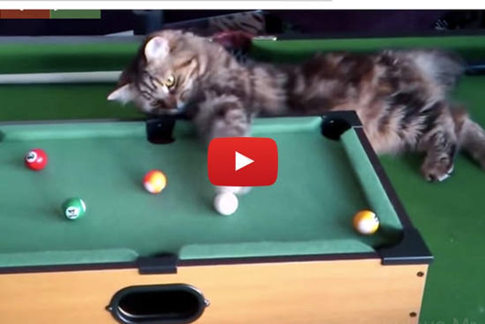 Cats Playing Pool