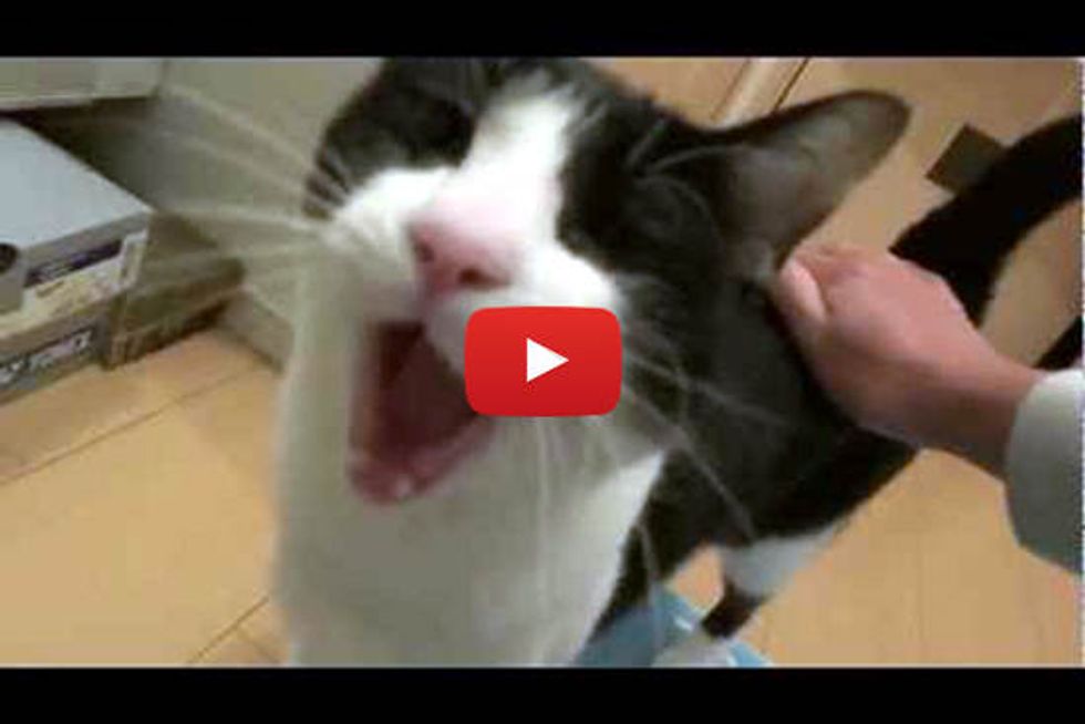 Yawny Cat Welcomes Dad Home