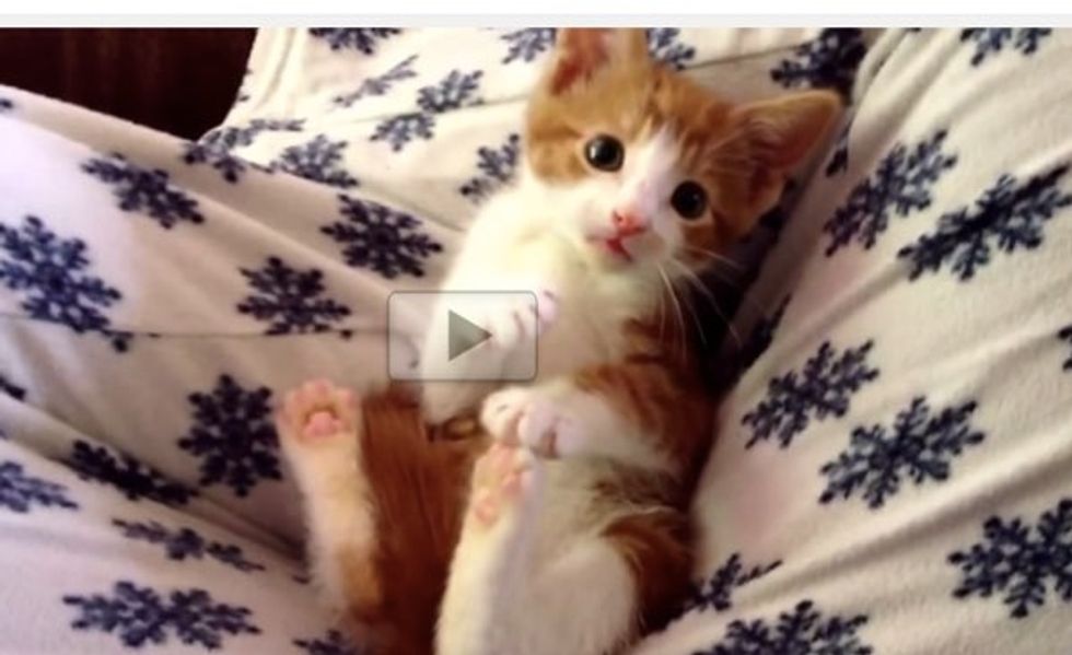Oscar's Serious Kitten Cuteness Will Make You Smile!