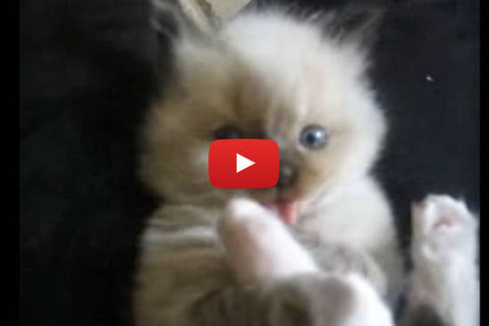 Adorable Lap Kitten