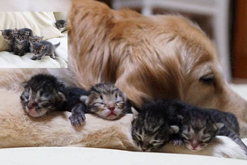 Foster Kittens Find New Surrogate Dad