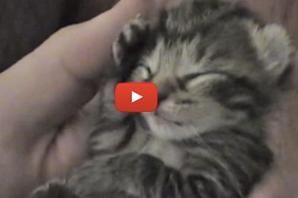 Cute Yawning Kitten
