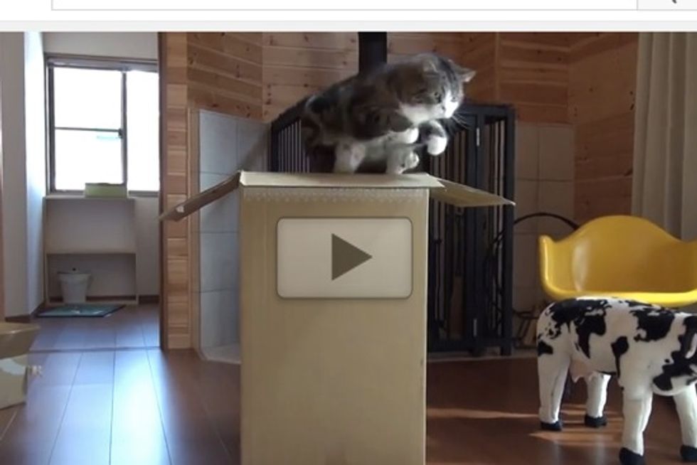 Maru Teaches Hana To Jump In Large Box