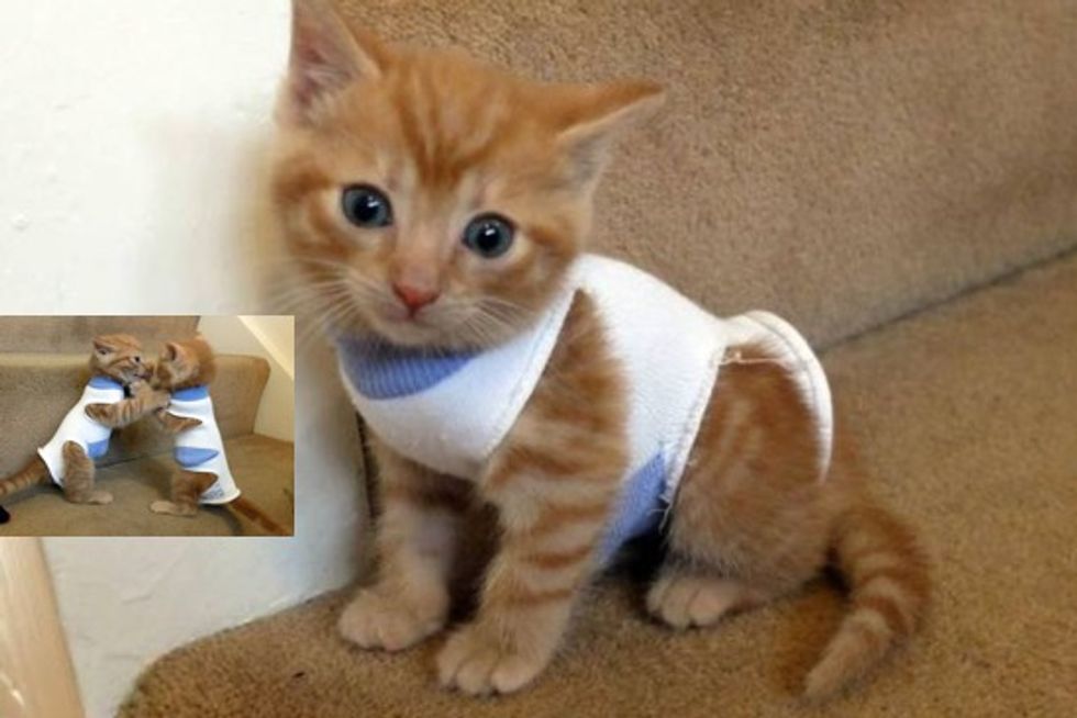 Abandoned Kittens Found In A Shed, Nursed Back To Health, Wearing Baby Socks As Protective Coats