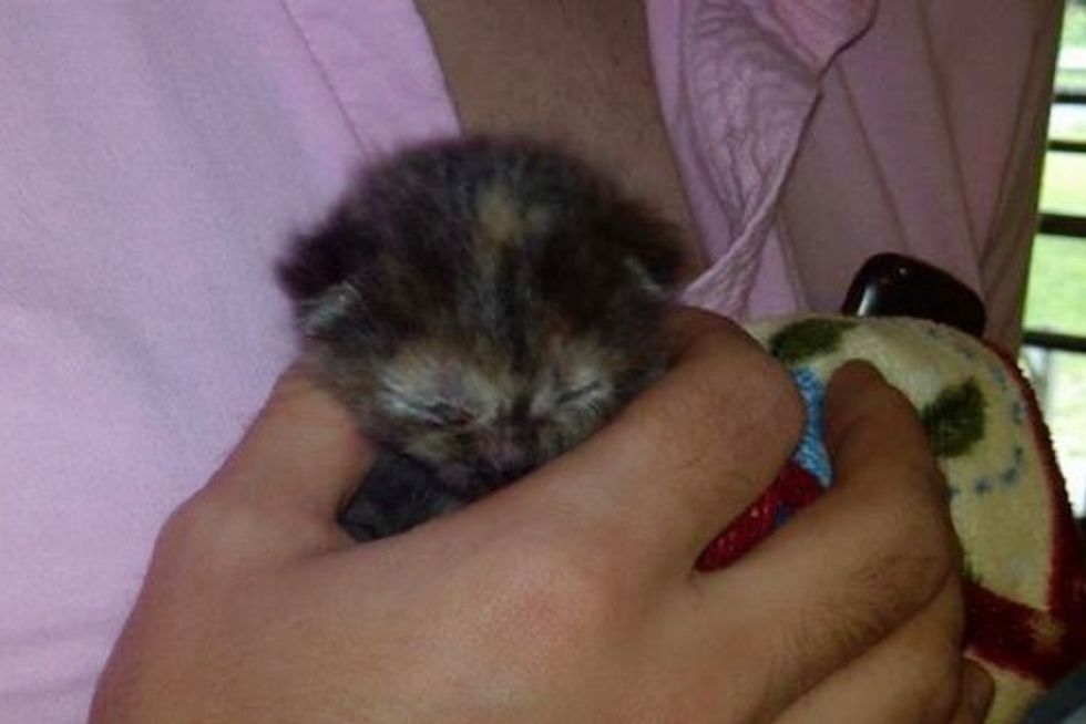 Day-old Orphan Kitten Found At Historical Landmark