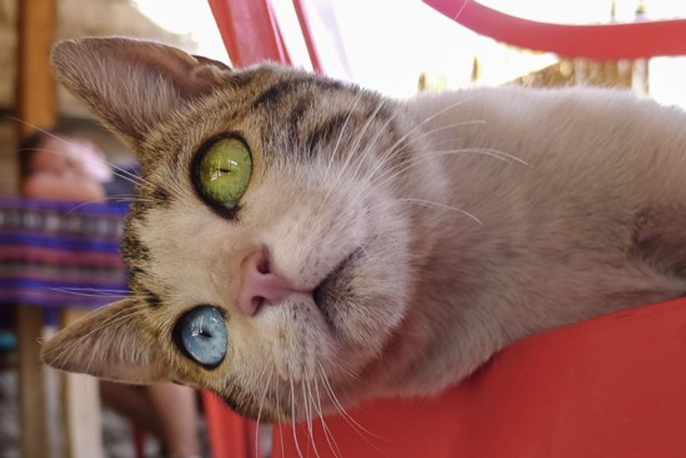 Odd-eyed Canyon Cat