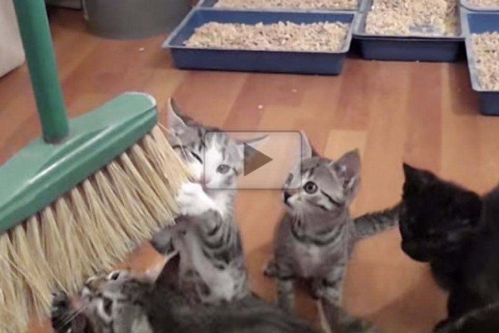 Cleaning With Cute Kittens