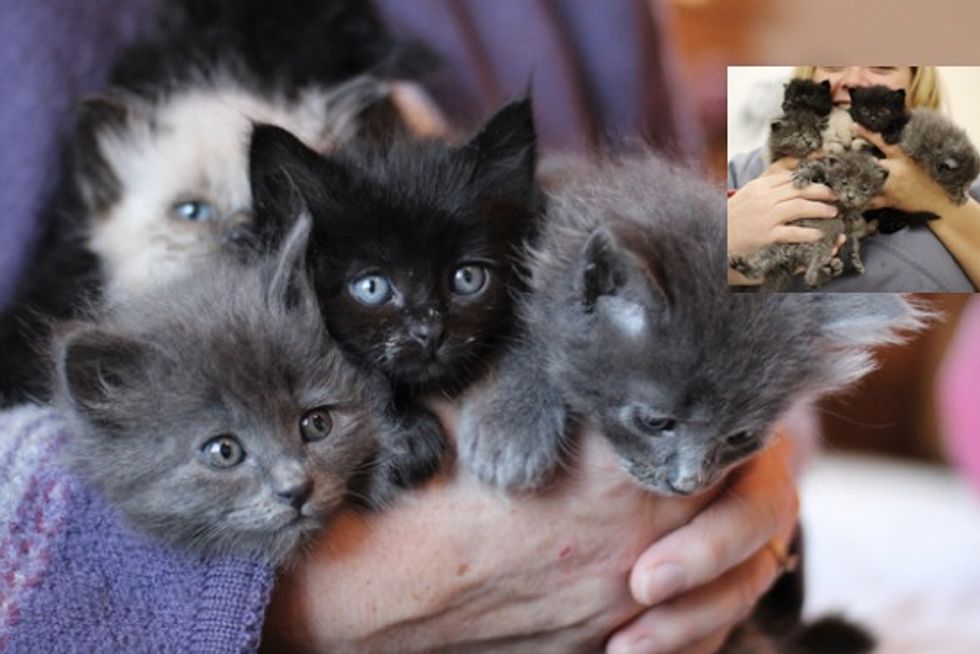 Litter of Six Rescue Kittens