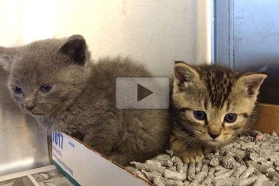Worker Rescues 'Bucket Brigade' Kittens At Work Site