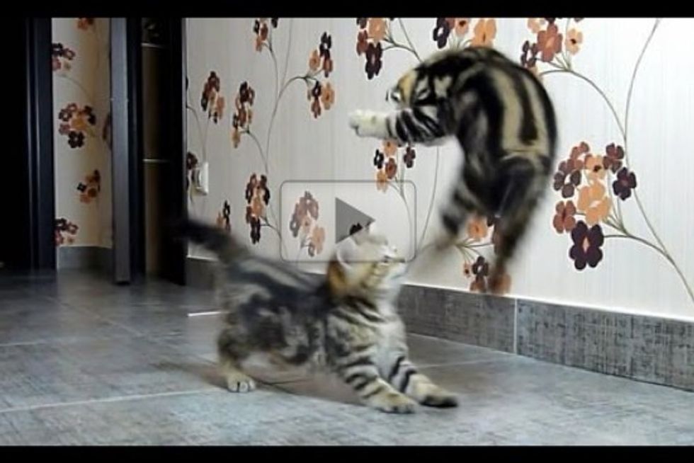 Kitten Fight Dancing