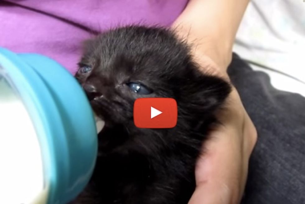 Baby Kitten Wiggles Ears While Drinking Milk From A Bottle
