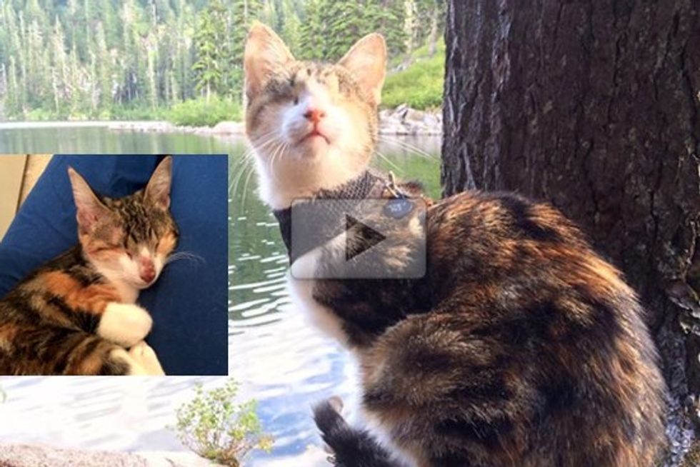 Rescue Blind Cat Explores New Life With Her Humans