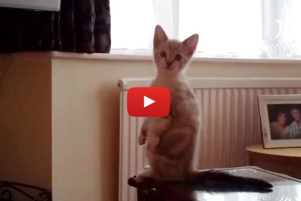 kitten standing up