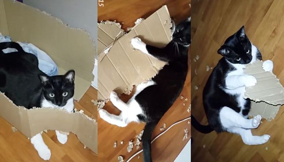 Cat Rips Large Box into Shreds, His Human Captures the Whole Process on Camera