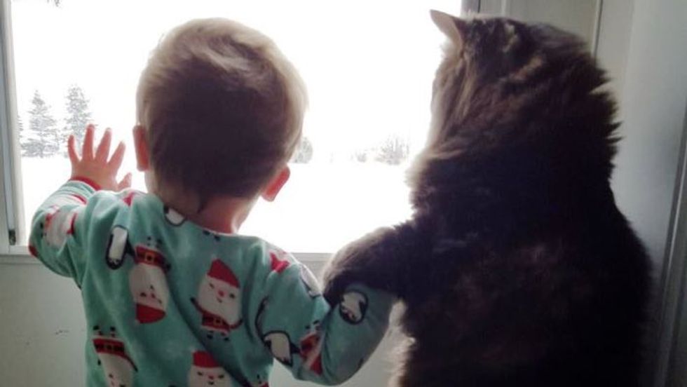 Maine Coon Cat Guards His Baby Sister for Life!