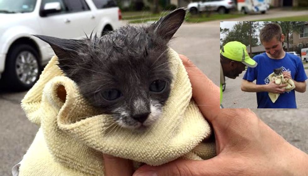 Nine Strangers Got Together to Save a Kitten Stuck in Storm Drain
